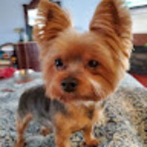 Meet your Posher, Wendy